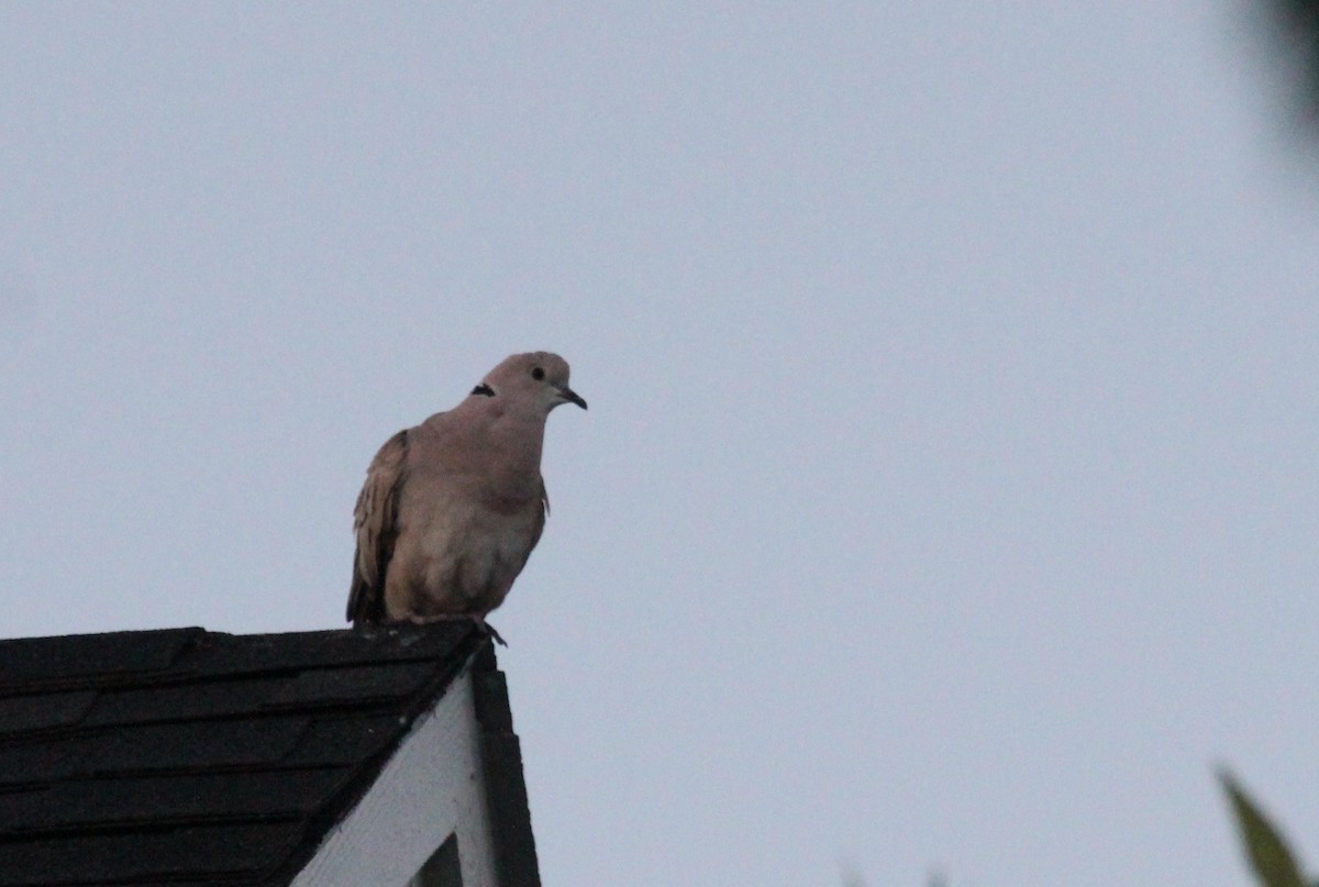 African Collared-Dove - ML31453541