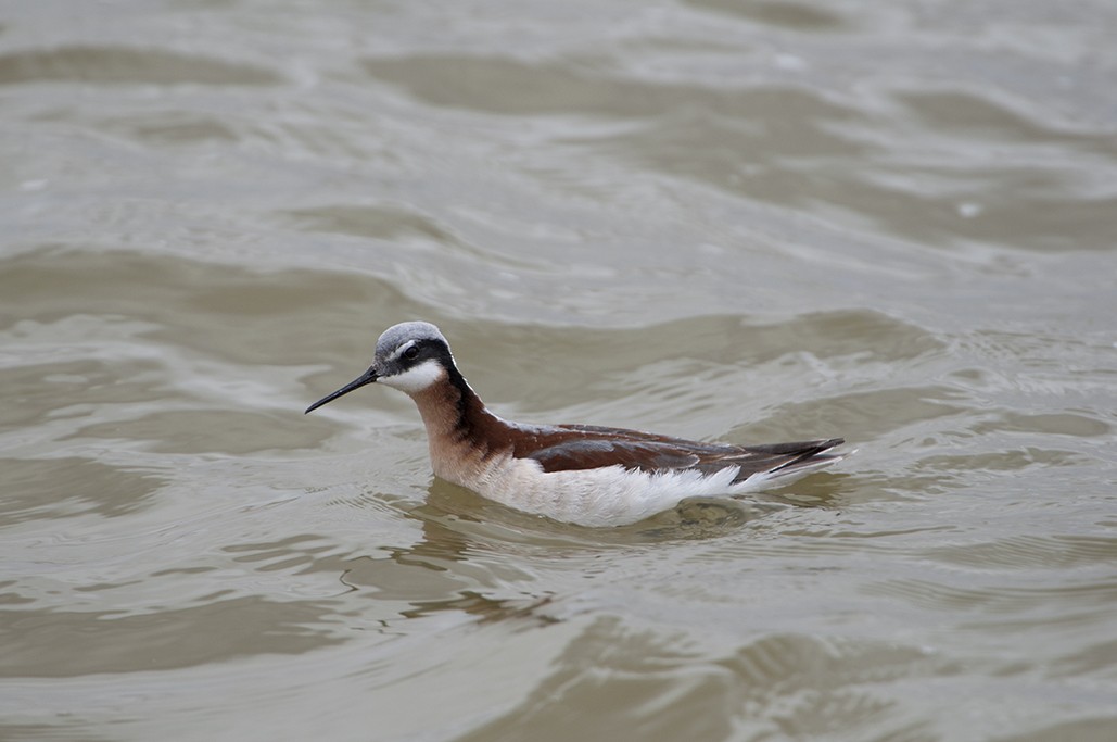 hvithalesvømmesnipe - ML314537261