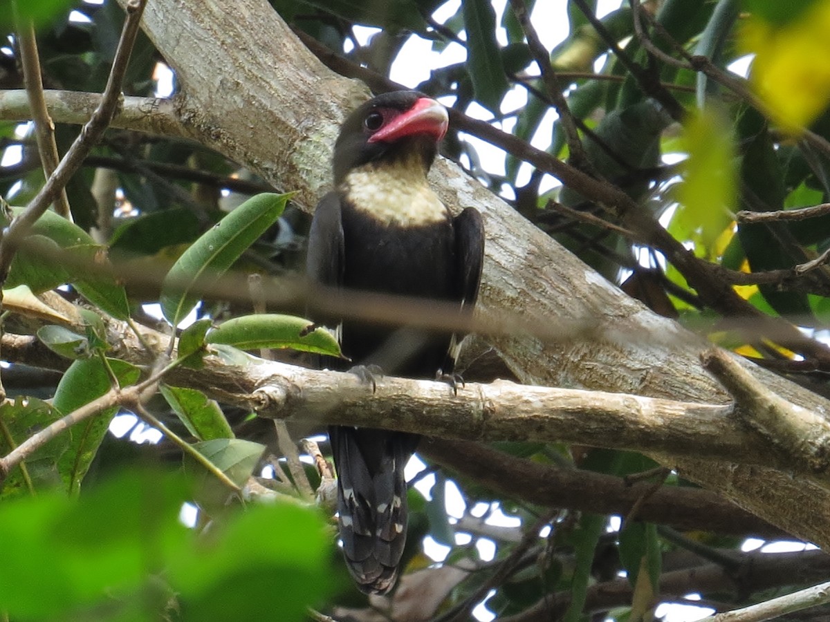 Dusky Broadbill - ML314539071