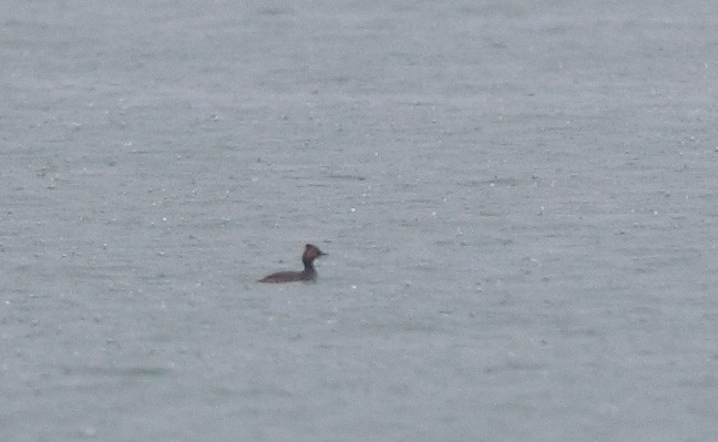 Eared Grebe - ML31453911