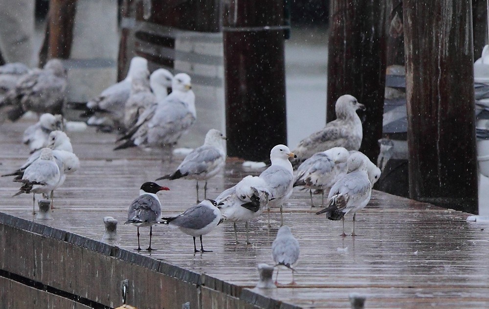 Laughing Gull - Brandon Holden