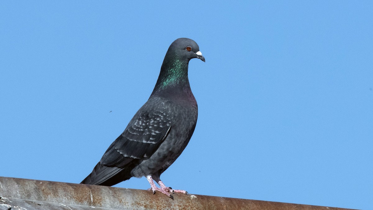 Rock Pigeon (Feral Pigeon) - ML314540751