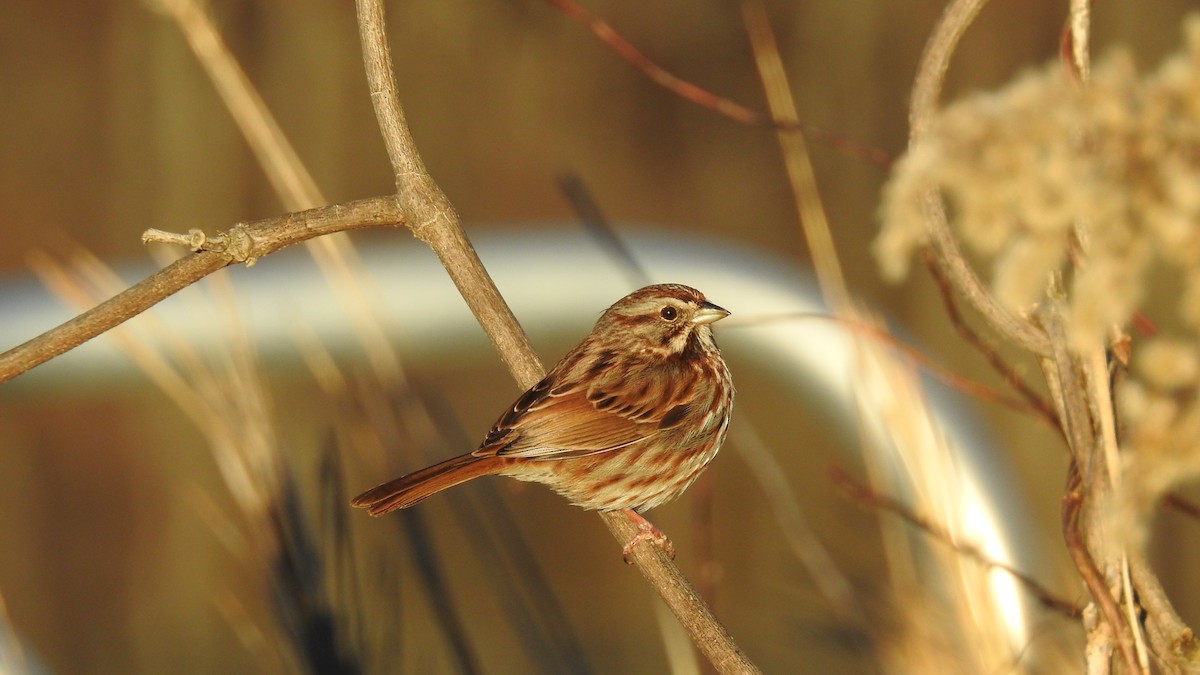 Song Sparrow - ML314540891