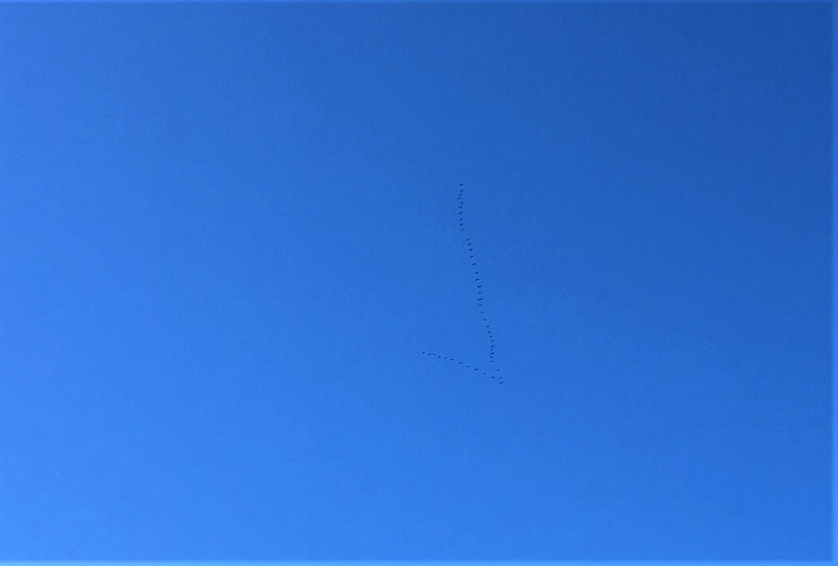 Канад галуу - ML314540911