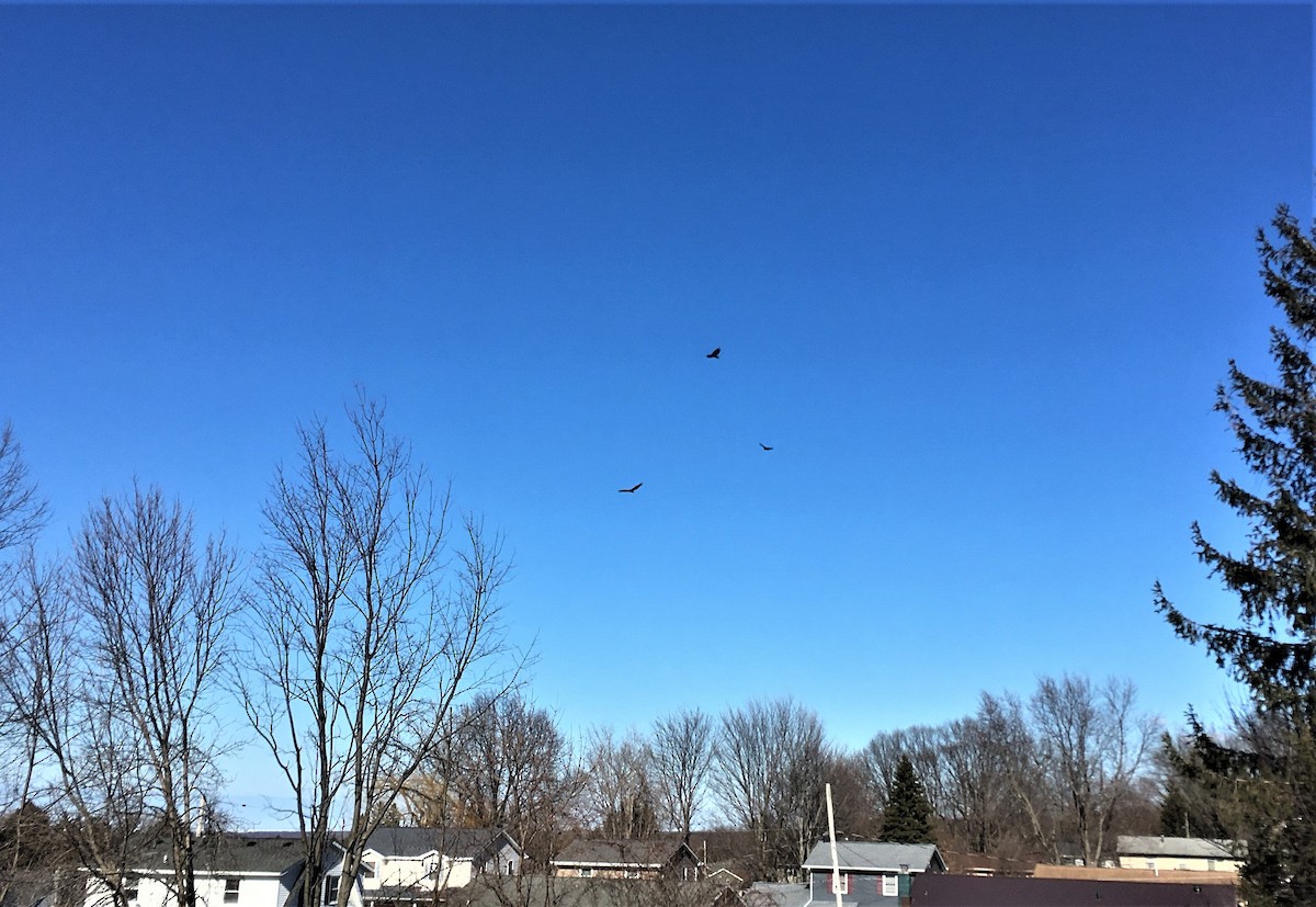 Turkey Vulture - ML314541031