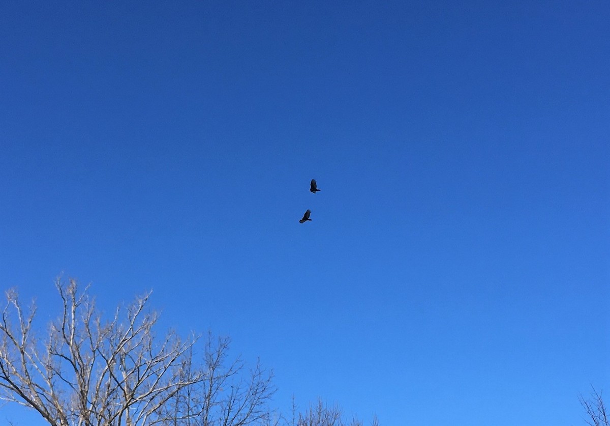 Turkey Vulture - ML314541081