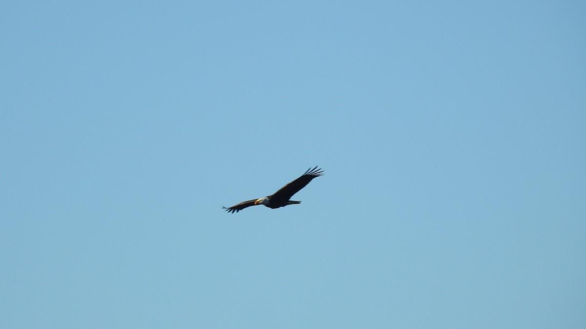 Bald Eagle - ML314541211