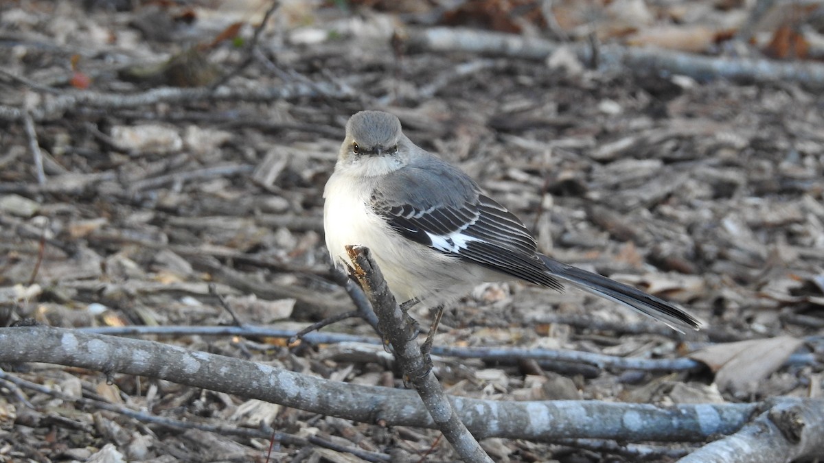 Northern Mockingbird - ML314541901