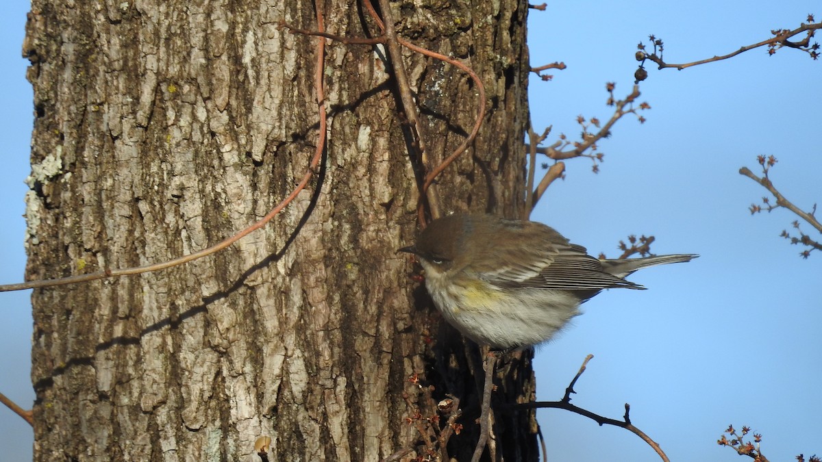 Yellow-rumped Warbler - ML314542461