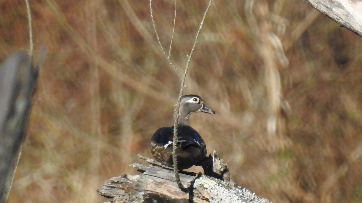 Wood Duck - ML314542691