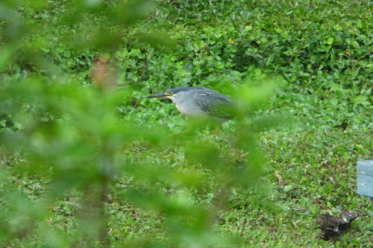 Striated Heron - ML314543861