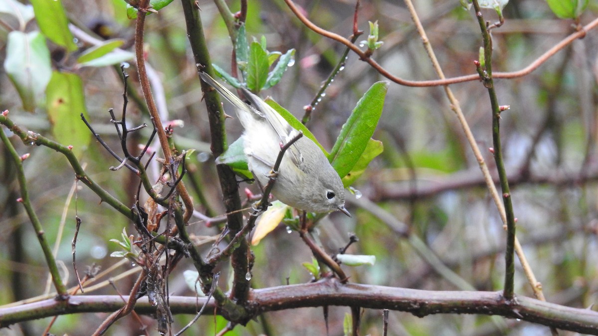 Ruby-crowned Kinglet - Chayse Davis