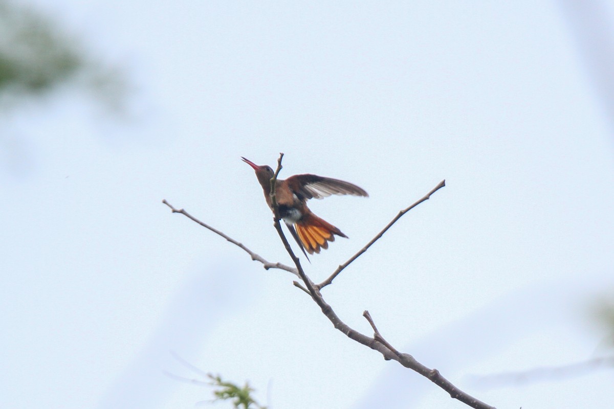Cinnamon Hummingbird - ML314544191