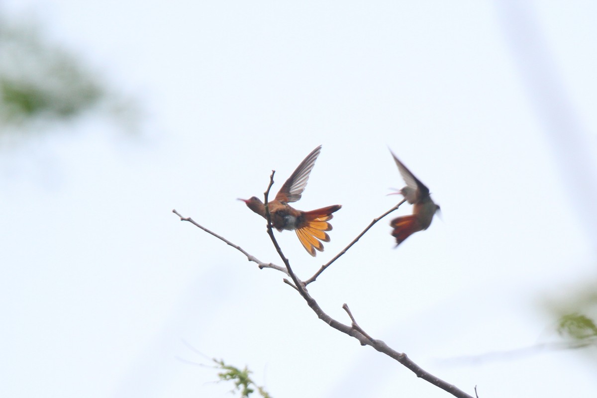 Cinnamon Hummingbird - ML314544221