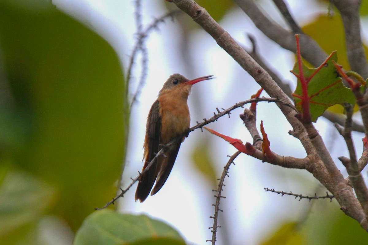 Cinnamon Hummingbird - ML314544241