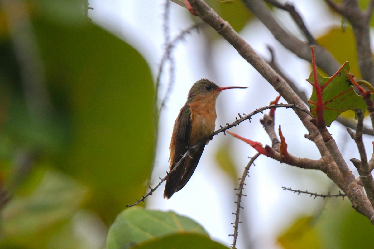 Cinnamon Hummingbird - ML314544251