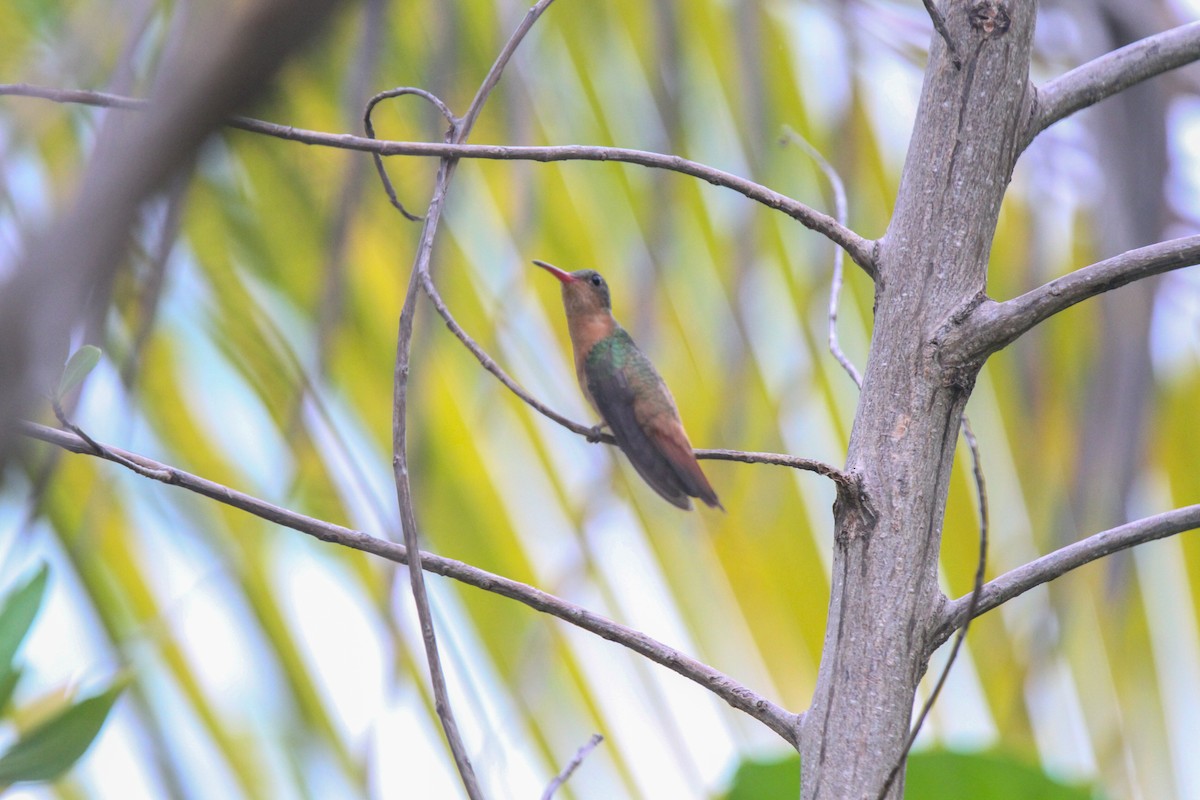 Cinnamon Hummingbird - ML314544351