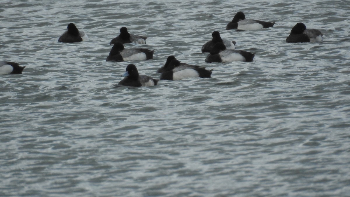 Lesser Scaup - ML314544731