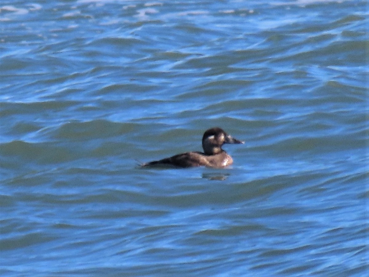 White-winged Scoter - ML314544971