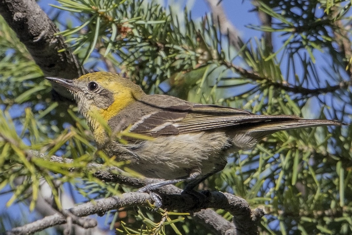 Olive Warbler - Bradley Hacker 🦜