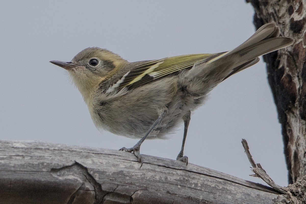 Olive Warbler - Bradley Hacker 🦜