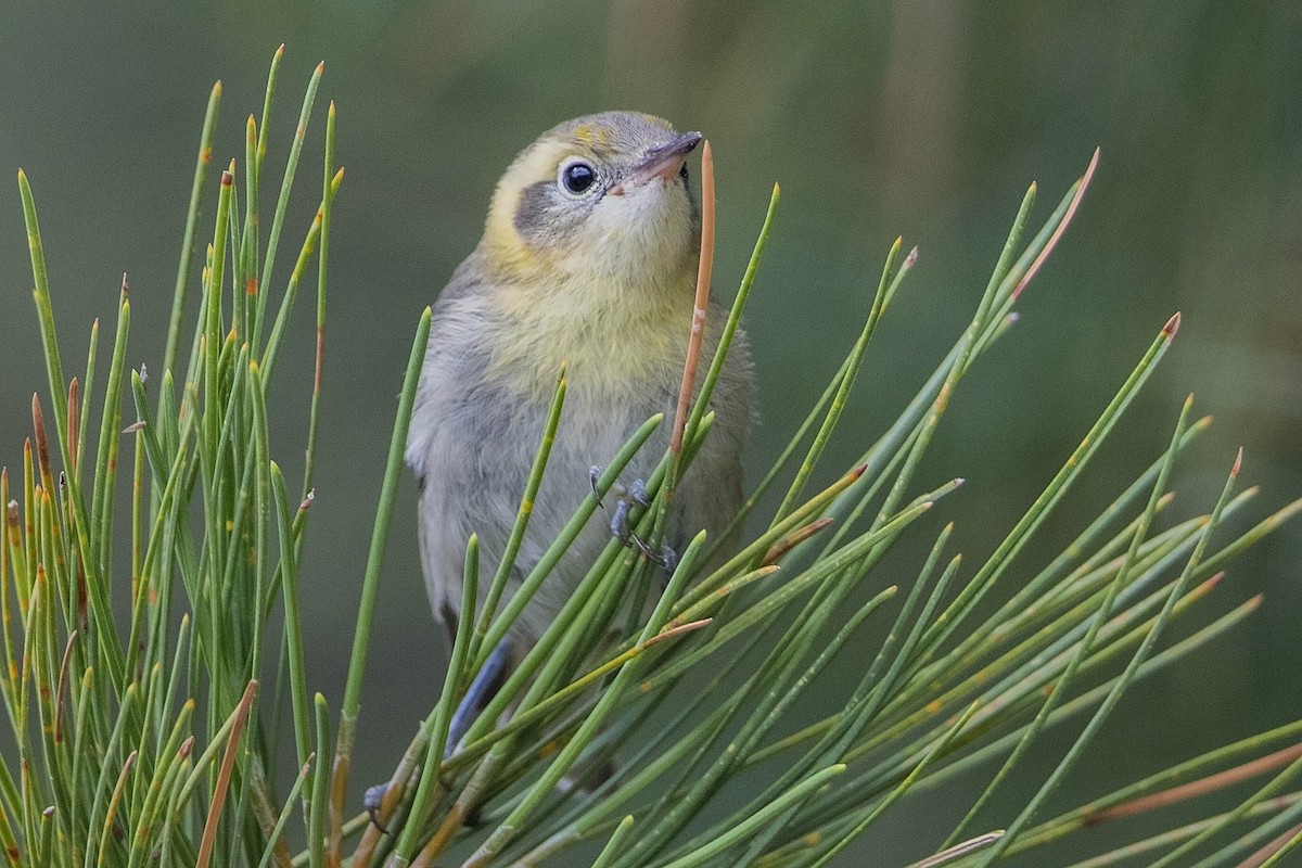 Olive Warbler - Bradley Hacker 🦜