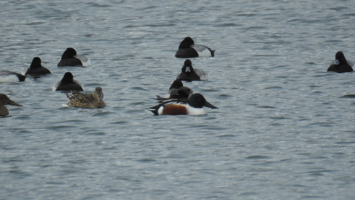 Northern Shoveler - Chayse Davis