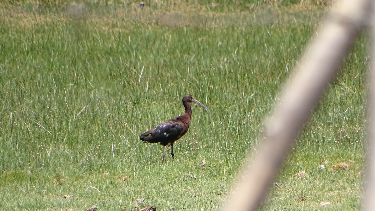 White-faced Ibis - ML314545861