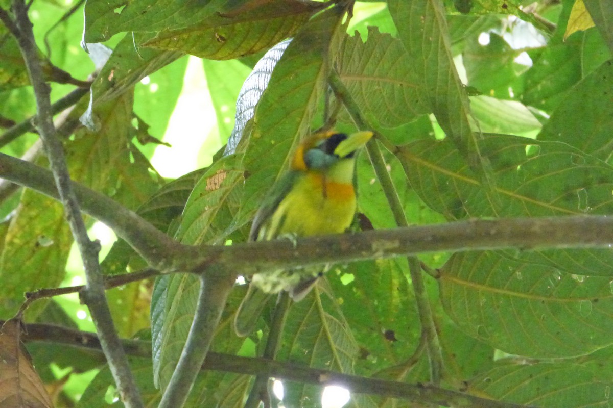 Red-headed Barbet - ML314545911