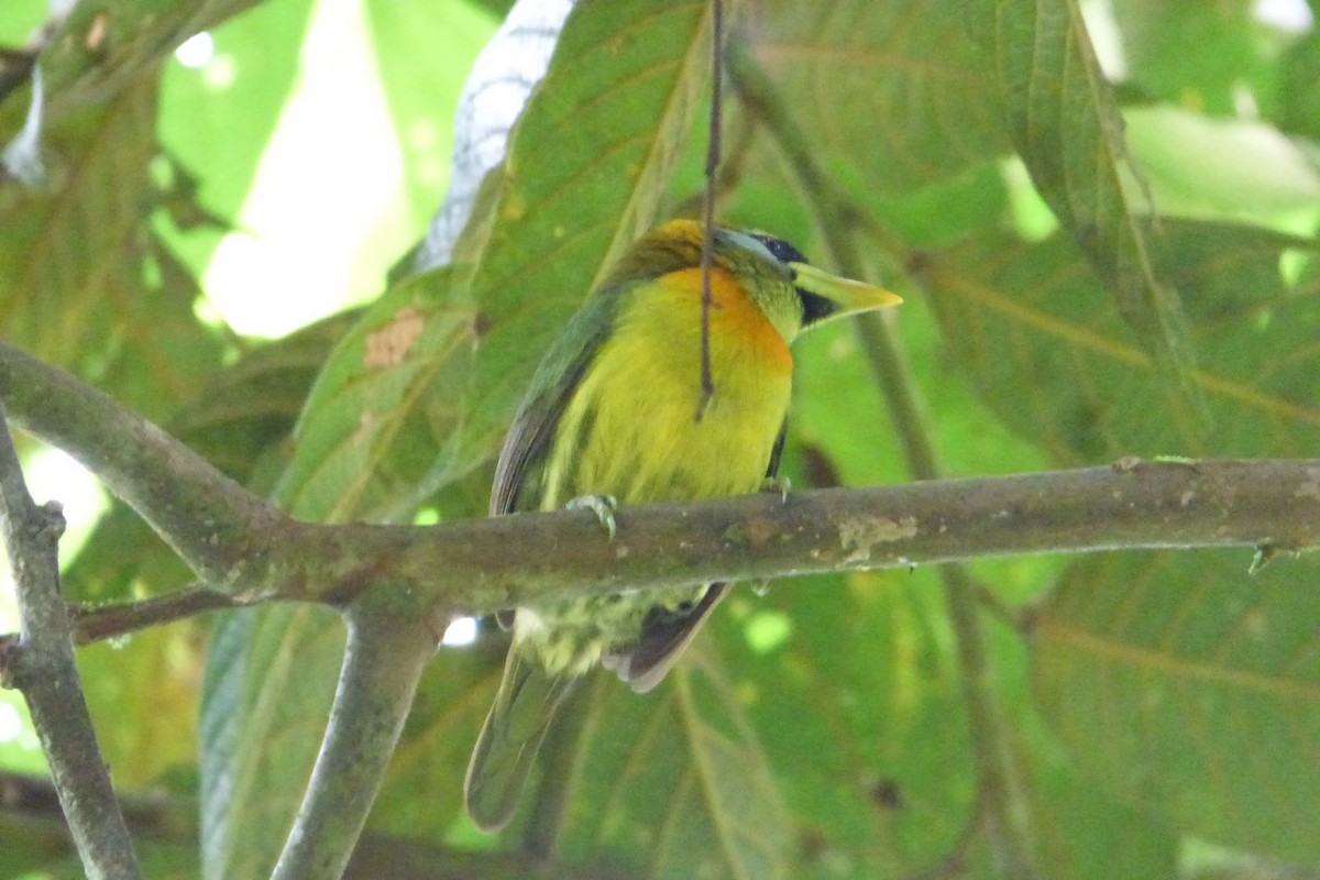 Red-headed Barbet - ML314545951