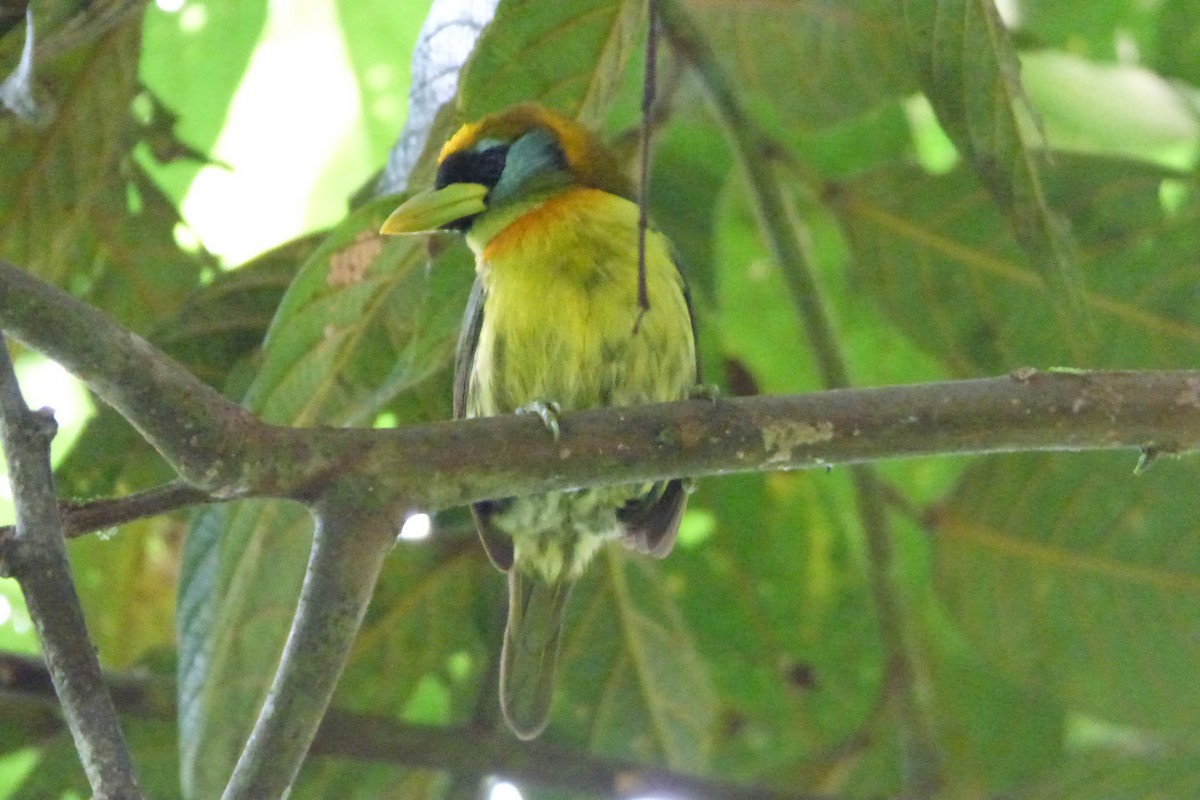 Red-headed Barbet - ML314546031