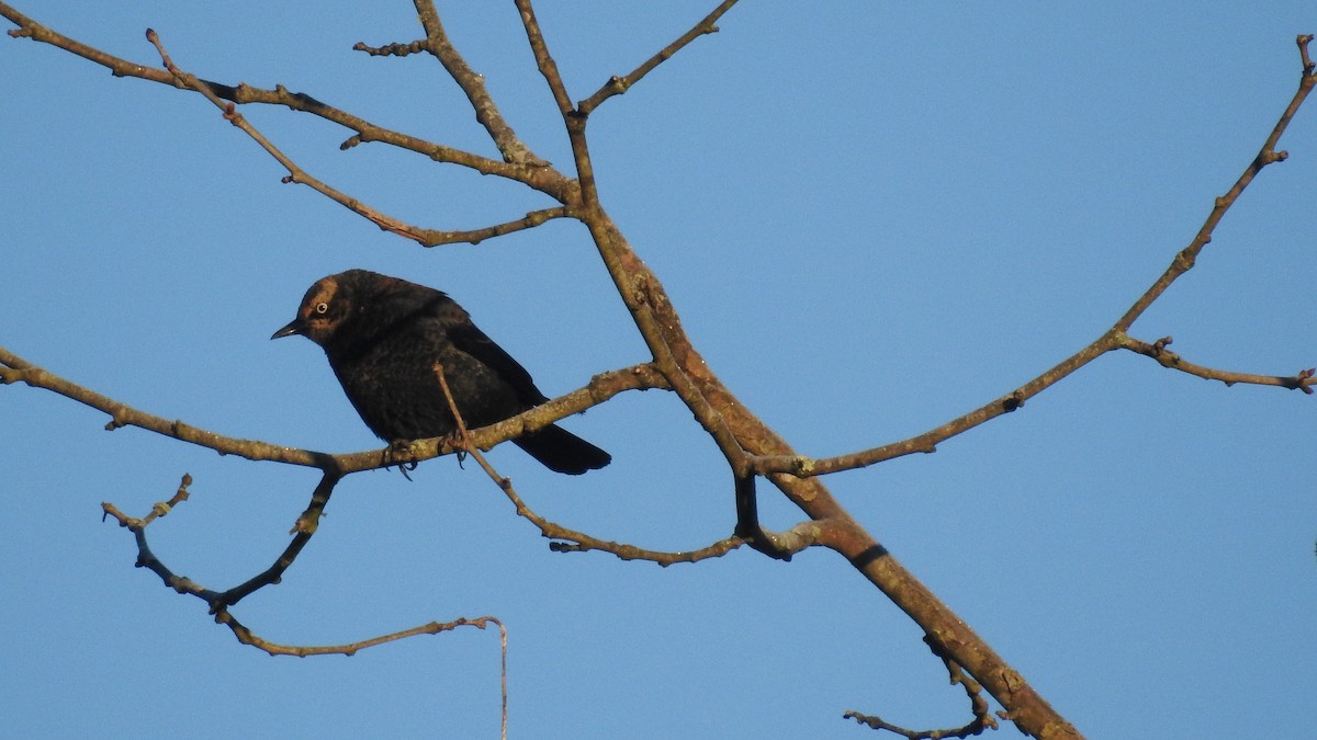 Rusty Blackbird - Chayse Davis