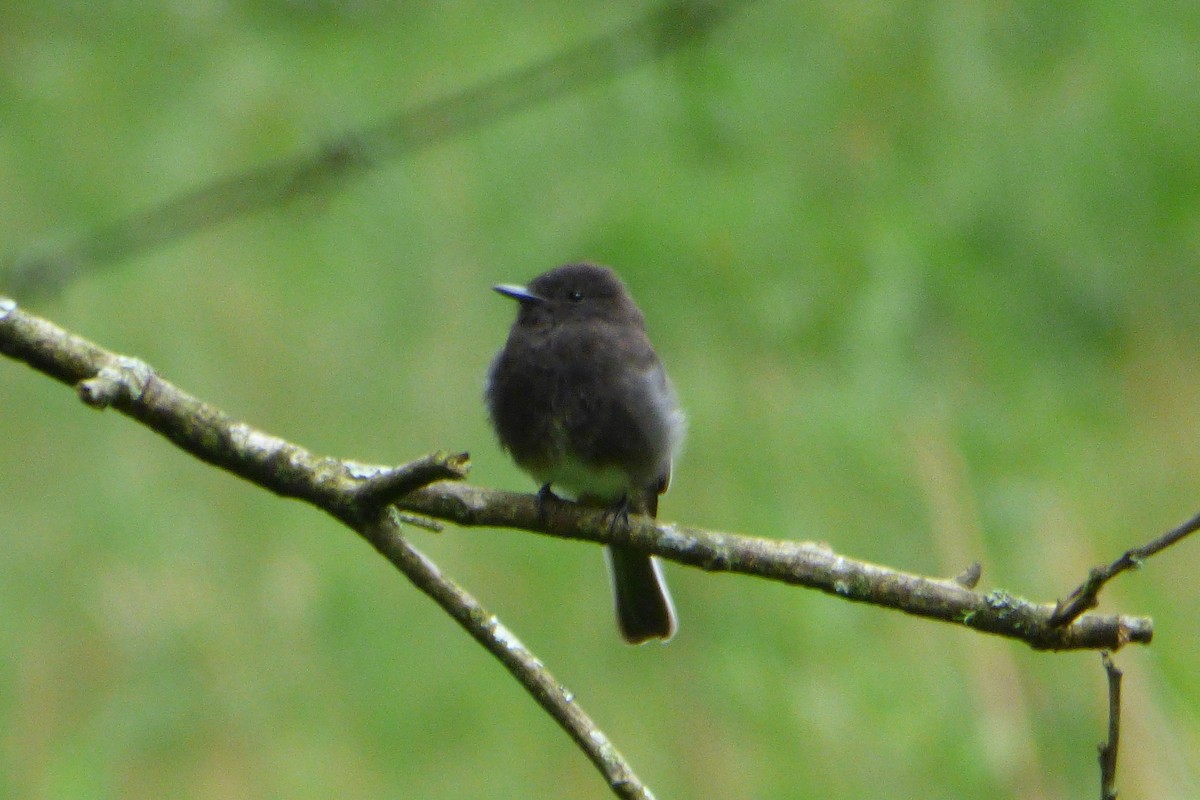 Black Phoebe - ML314548021