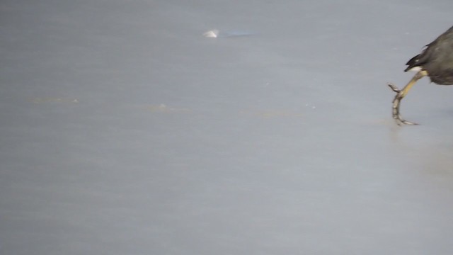 アメリカオオバン（赤い額板） - ML314548681