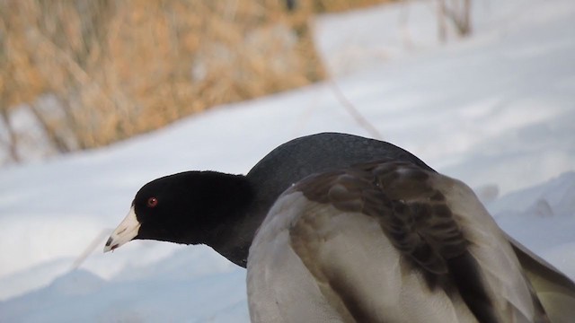 アメリカオオバン（赤い額板） - ML314548851