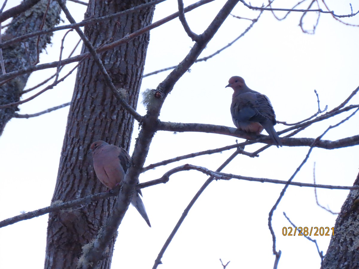 Mourning Dove - ML314550031