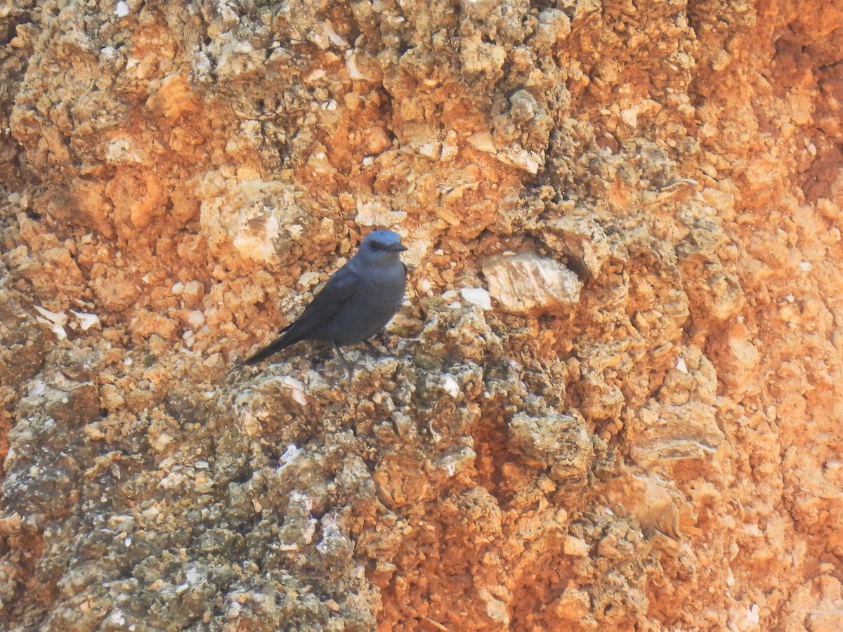 Blue Rock-Thrush - Joren van Schie