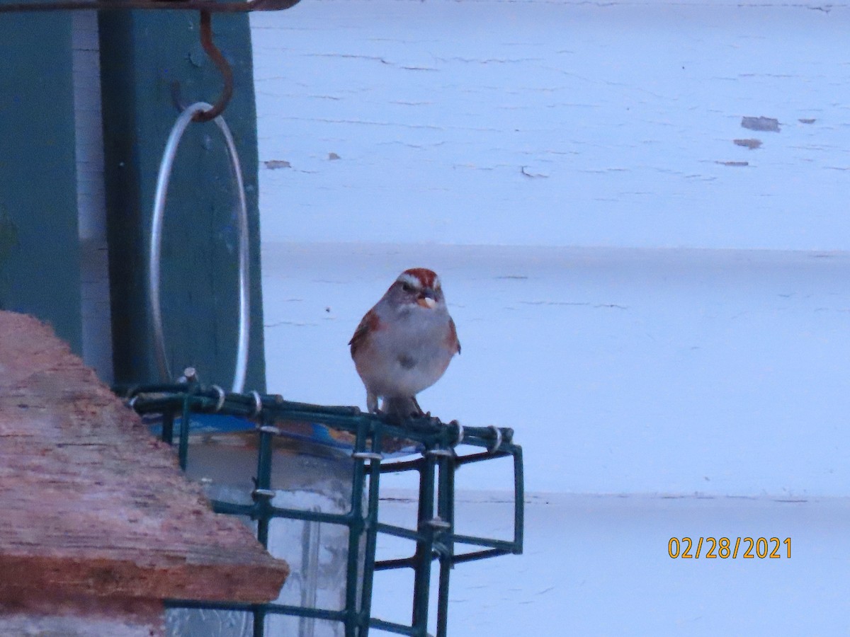 American Tree Sparrow - ML314550221