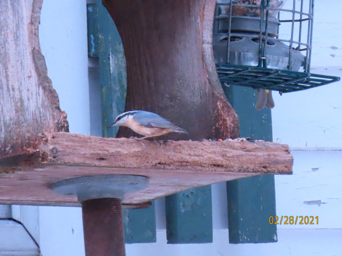 Red-breasted Nuthatch - ML314550251