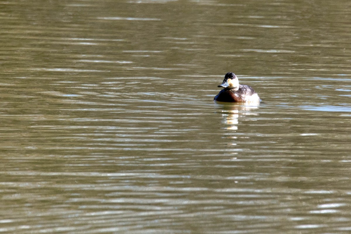 Ruddy Duck - Bill Hatch