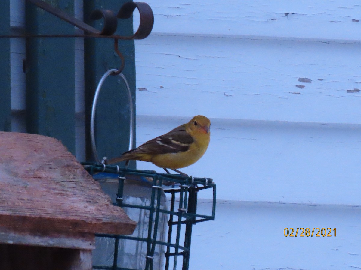 Western Tanager - ML314550621