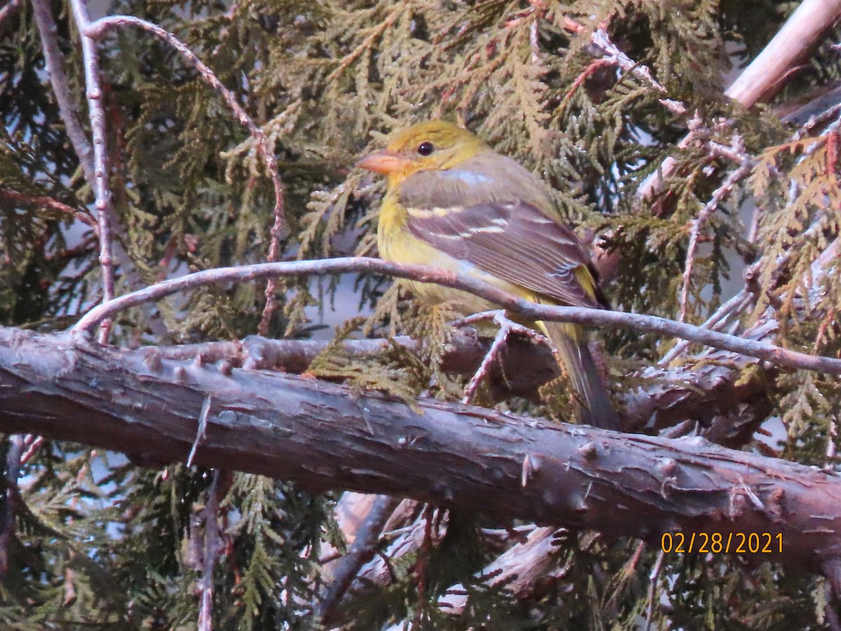 Western Tanager - ML314550651
