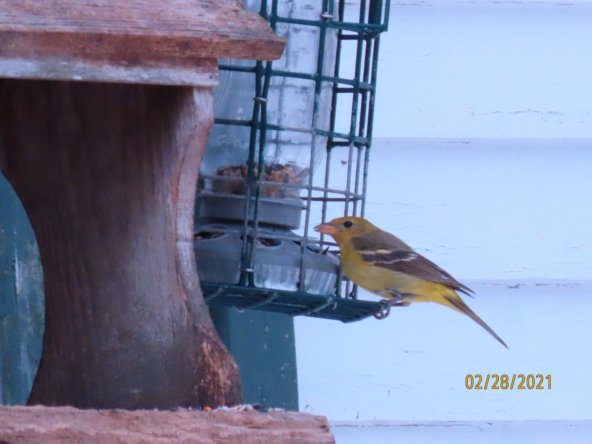 Western Tanager - ML314550701