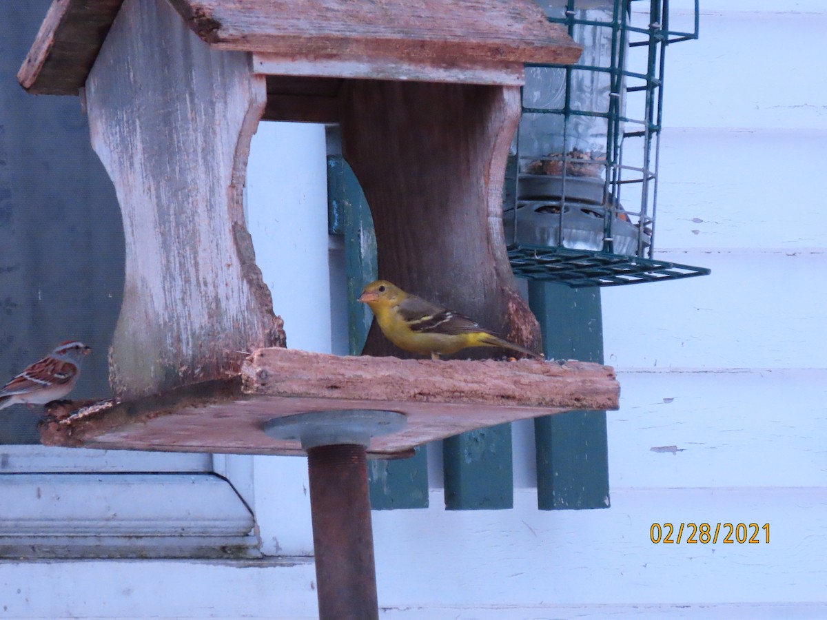Western Tanager - ML314550711