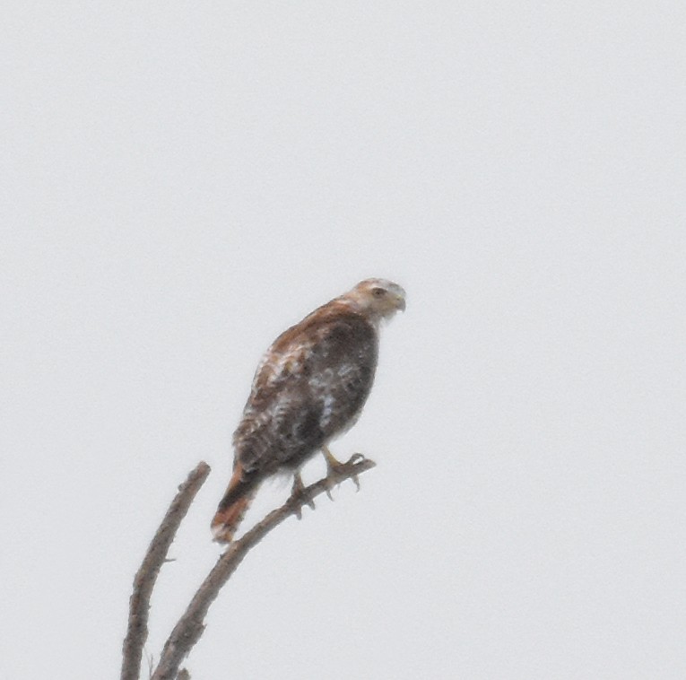 Red-tailed Hawk (borealis) - ML31455201