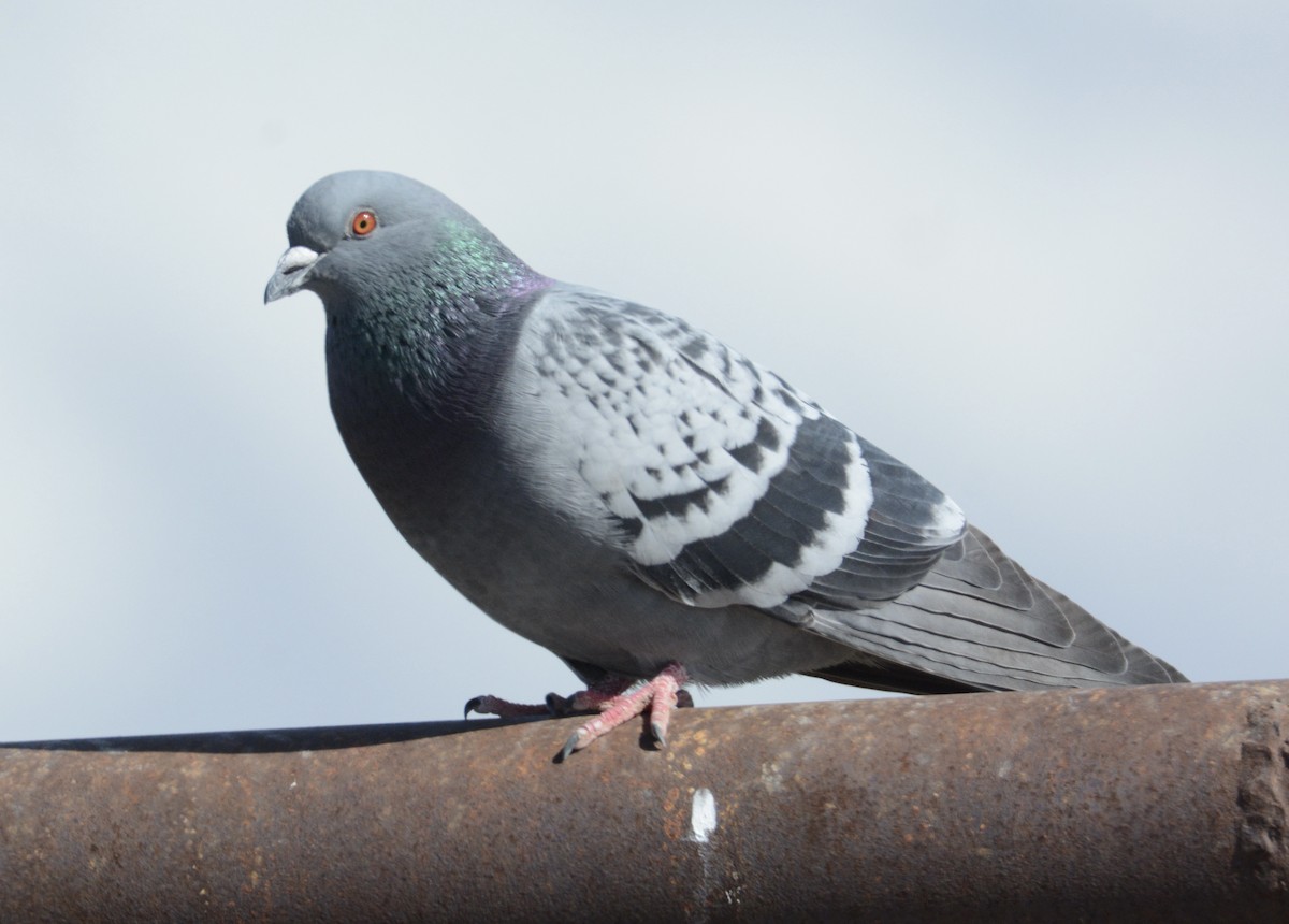 Pigeon biset (forme domestique) - ML314552491