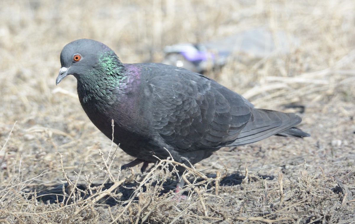 Rock Pigeon (Feral Pigeon) - ML314552541