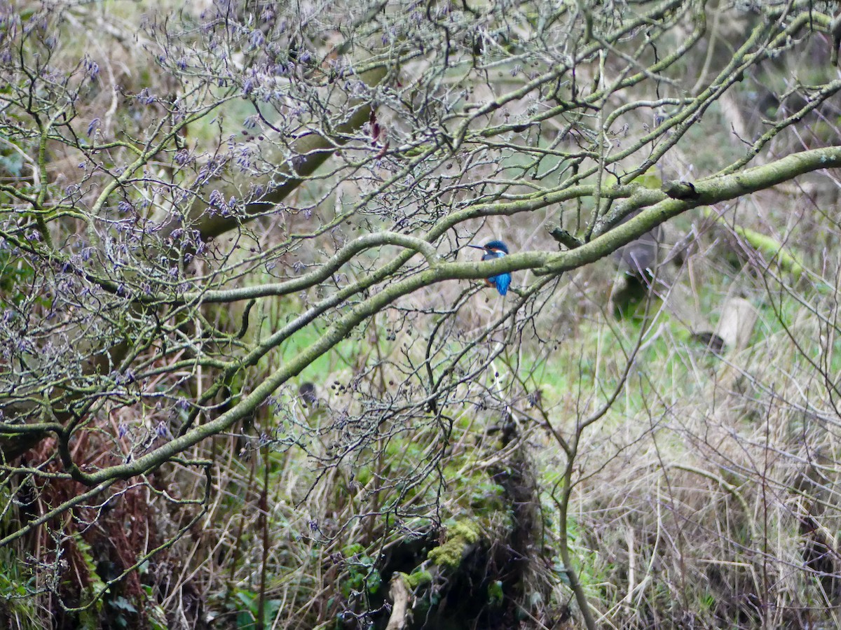 Common Kingfisher - ML314553481