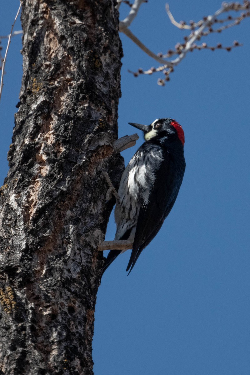 Acorn Woodpecker - ML314553941