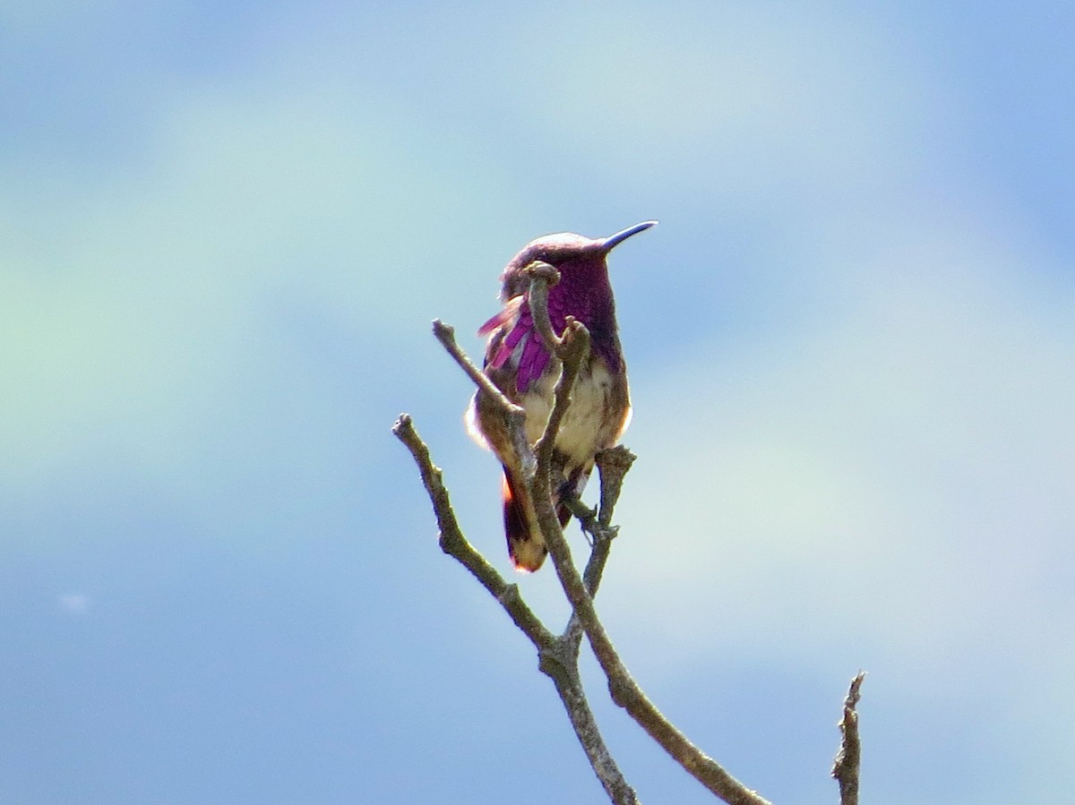 Wine-throated Hummingbird - ML314555151